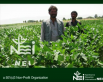 NEI Foundation (English) 